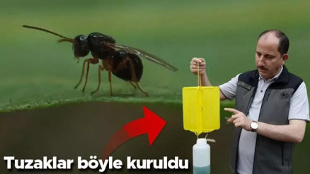 Karadenizde katil arıya karşı yapışkanlı tuzaklar devrede