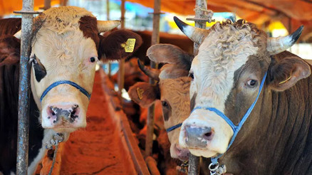 Tarım ve Orman Bakanlığından 81 ile kurban kesimi genelgesi