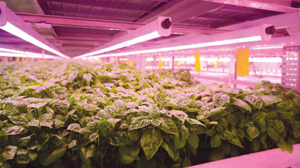 Uzayda tarım hamlesi