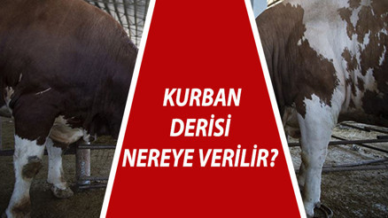 Kurban derisi nereye verilir | 2023 Kurban derisi nasıl değerlendirilmeli İşte Diyanet yanıtı