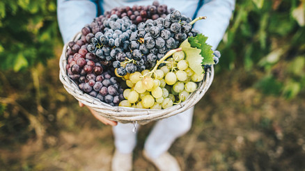 Gastronomi kazanında kaynayanlar
