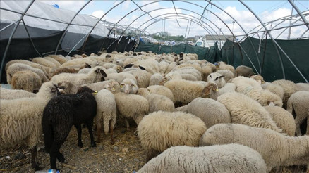 Bayramın 4. günü kurban kesimi hakkında Diyanet bilgileri Kurban 4. gün kesilir mi Bayramın 4. günü kurban kesimi hakkında Diyanet bilgileri Kurban 4. gün kesilir mi