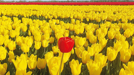 Bilmezdim lalelerin bu kadar güzel koktuğunu