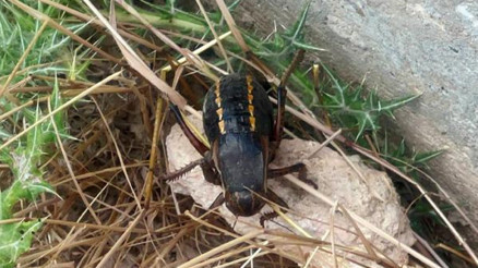 Soyu tehlike altında: Yamyam tombul çekirge Mardinde görüntülendi