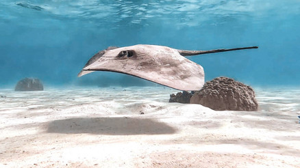 Nesilleri tehdit altında Türkiye’de 74 tür var