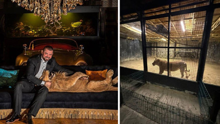 Beykozda aslan kaçtı iddiası sosyal medyada gündem oldu Gerçek ortaya çıktı