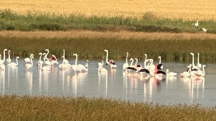 Çorumda flamingo sevinci İlk kez görüldü