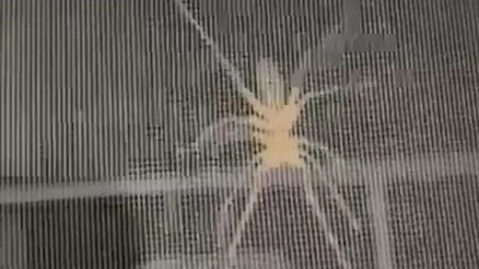 Vatandaşın korkulu rüyası oldu: Zehriyle bir insanı öldürebiliyor