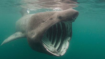 Denizlerdeki köpekbalığı türlerinin sayısı hızla artıyor... Bu ne anlama geliyor Bu gizemi çözmemiz uzun zaman aldı