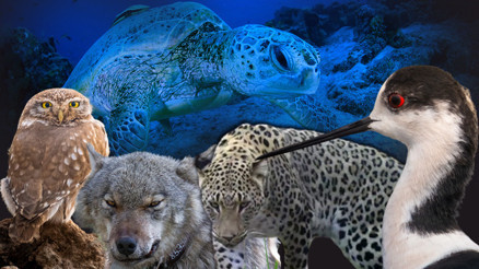 Doğa katillerine 1,2 milyon liraya varan ceza Avlanması yasak olan yabani hayvanları korumak için önemli adım Doğa katillerine 1,2 milyon liraya varan ceza Avlanması yasak olan yabani hayvanları korumak için önemli adım