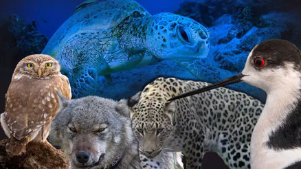 Avlanması yasak hayvanlara zarar verene 1,2 milyon liraya varan ceza Avlanması yasak hayvanlara zarar verene 1,2 milyon liraya varan ceza