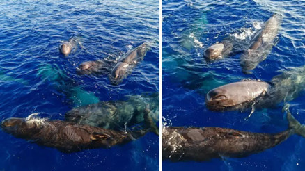 Kaş ve Fethiye açıklarında balinalar görüntülendi