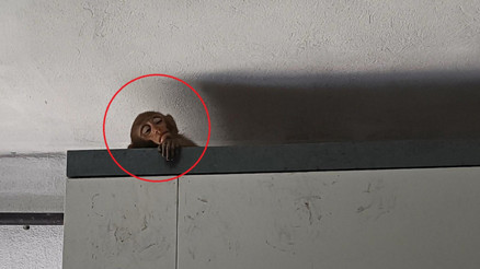 Bursada 5 gündür evlere giren maymun böyle yakalandı Bursada 5 gündür evlere giren maymun böyle yakalandı