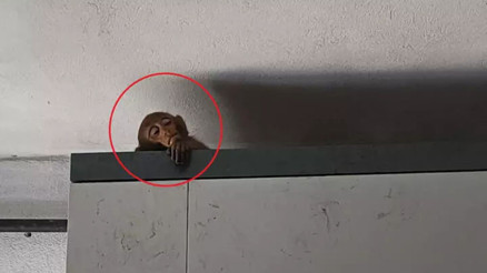 Bursada 5 gündür evlere giren maymun böyle yakalandı Bursada 5 gündür evlere giren maymun böyle yakalandı