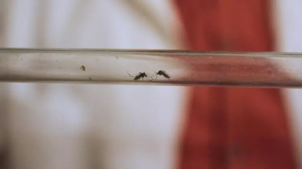 ‘Asya kaplan sivrisineğine karşı yeni mücadele ‘Asya kaplan sivrisineğine karşı yeni mücadele