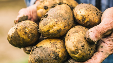 Sivasta rekor rekolte bekleniyor Sivasta rekor rekolte bekleniyor