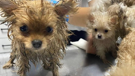 Kaçak getirilen süs köpekleri otomobilin koltuklarının altında bulundu Kaçak getirilen süs köpekleri otomobilin koltuklarının altında bulundu