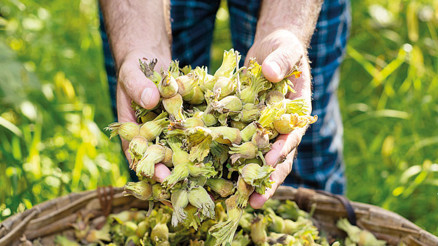 Fındıkta 100 lira beklentisi
