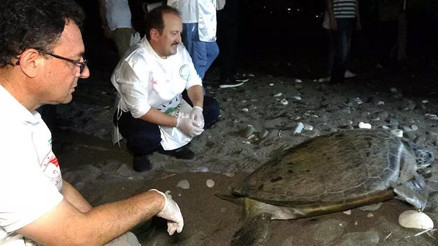 60 yaşındaki deniz kaplumbağaları Mersinde yeniden denizle buluştu 60 yaşındaki deniz kaplumbağaları Mersinde yeniden denizle buluştu