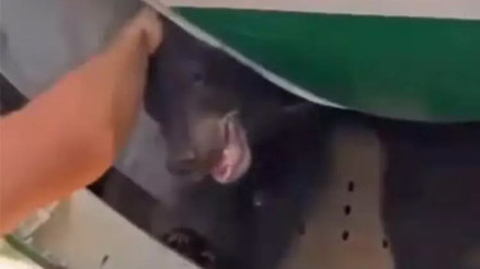 Yolcu uçağında ayı paniği Kafesinden kaçınca ortalık karıştı...