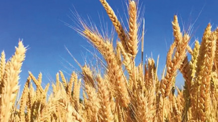 Tahıl fiyatlarına ‘saldırı’ etkisi