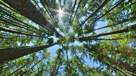 8 ülke Amazondaki ormansızlaşmaya karşı işbirliği yapacak