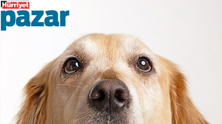 Saf sevgi, sadakat, uyum... Saf sevgi, sadakat, uyum...