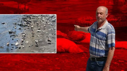 Van Gölü’nde acı fotoğraf: Binlerce martı öldü