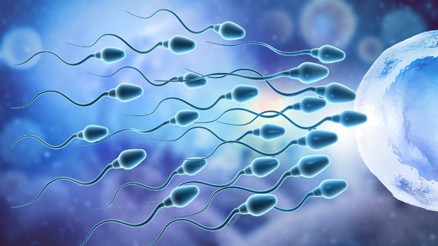 Sperm nasıl üretilir