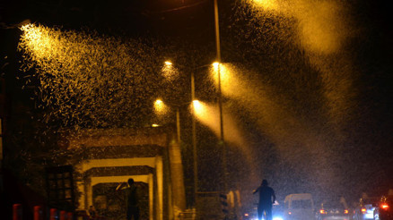 Her yıl gerçekleşiyor Milyonlarca kelebeğin ölüm dansı