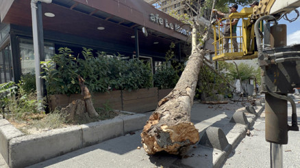 Arnavutköyde panik anları: Ağaç böyle devrildi