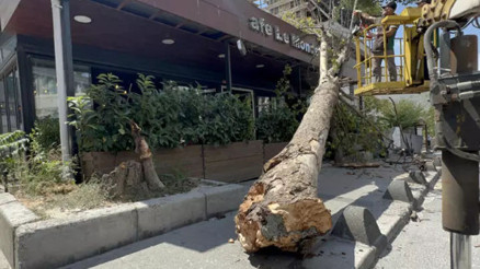 Arnavutköyde panik anları: Ağaç böyle devrildi