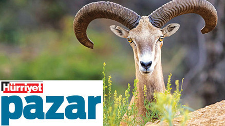 Nadir canlılardan güzel haberler... Koruyunca kurtuluyorlar