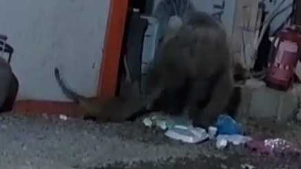 Ayının kediyle yemek kavgası kamerada