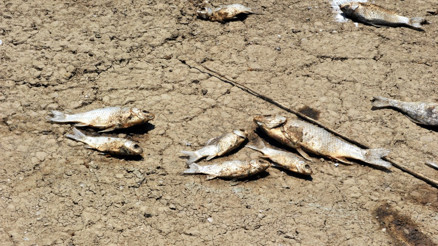 Bursada balık ölümlerinin nedeni belli oldu