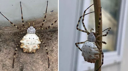 Gümüşhane’de zehirli örümcek tehlikesi