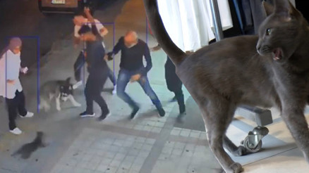 Bağcılarda kedi Sibirya kurduna saldırdı