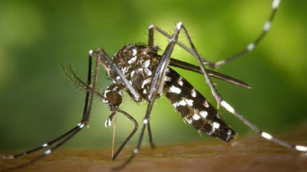 Pariste Dang Humması alarmı