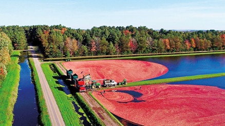 Bir su, kuş  ve buz masalı: Madison