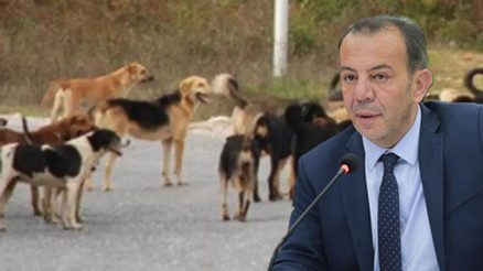 Boluya farklı illerden gelip köpek bırakanlara 5 milyon TLye kadar ceza uygulanacak