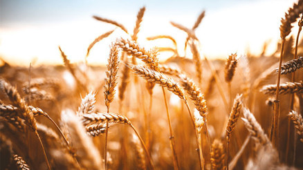 Buğdayda stok değil sıcaklık sorun