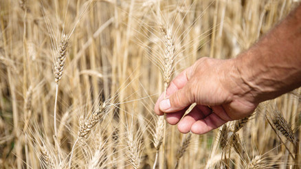 Türk un sanayicisi Rus tahılını bekliyor Türk un sanayicisi Rus tahılını bekliyor
