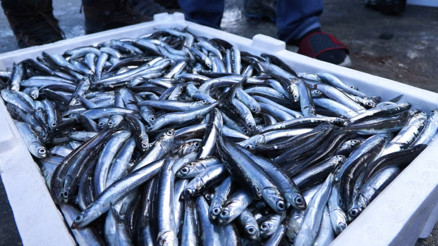 Av yasağının kalkmasıyla Marmara Denizinde hamsi bolluğu; 2 kat arttı