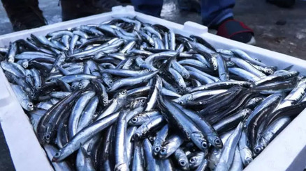 Marmara Denizinde hamsi bolluğu; 2 kat arttı Marmara Denizinde hamsi bolluğu; 2 kat arttı