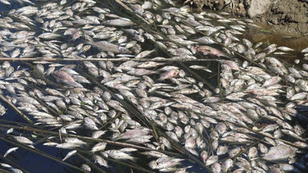 Büyük Mendereste toplu balık ölümleri... Nedeni belli oldu Büyük Mendereste toplu balık ölümleri... Nedeni belli oldu