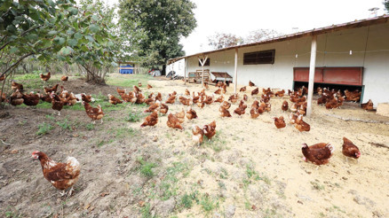 Fındık bahçesinde yumurta topluyorlar... Kafessiz yöntemle bahçelerde yılda 35 milyon organik yumurta üretiliyor Fındık bahçesinde yumurta topluyorlar... Kafessiz yöntemle bahçelerde yılda 35 milyon organik yumurta üretiliyor