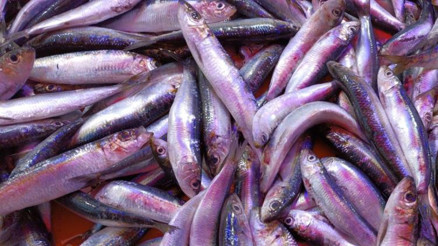 Balık tercih edilmeye başlandı