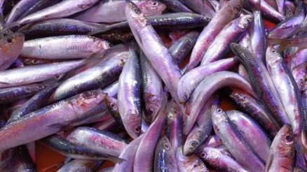 Kilosu 50-150 TL arasından değişen balık, tercih edilmeye başlandı