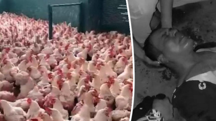 Batmanda kaçak tavuk kesimi kavgası