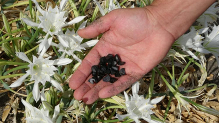 Cezası 244 bin Koruma altına alındı... Akdeniz sahillerinde, neslil tükenme tehlikesi ile karşı karşıya Cezası 244 bin Koruma altına alındı... Akdeniz sahillerinde, neslil tükenme tehlikesi ile karşı karşıya